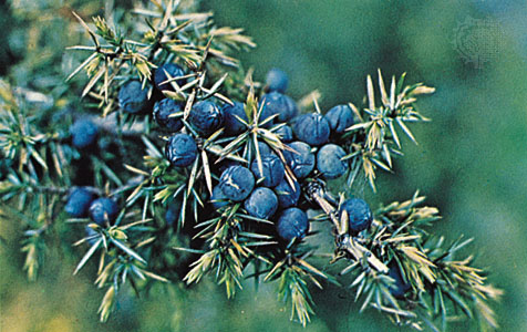 Juniperus Communis Berry