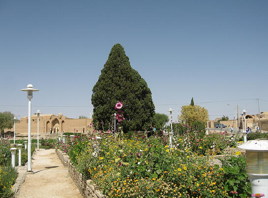 4,500 year-old sacred cypress (sarv) Park at Abarkuh