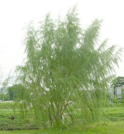 Common willow