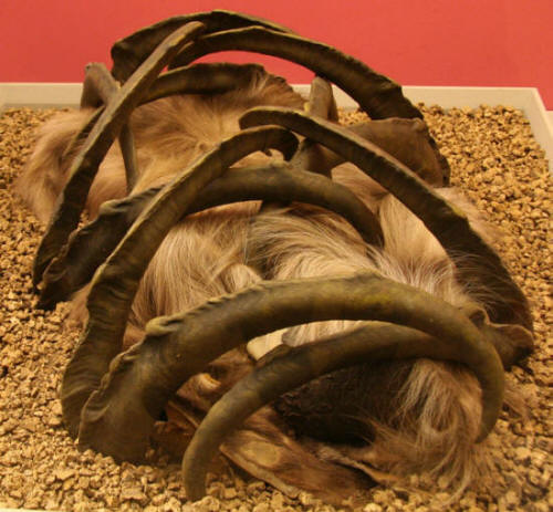 Reconstruction of the 'burial' with ibex horns at Teshik Tash
