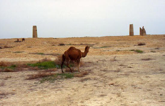 A camel strolls amongst the ruins at Mashhad-e Misriyan