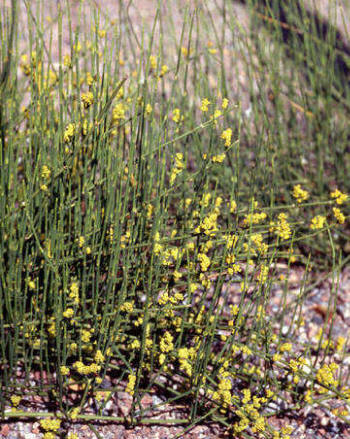 Ephedra vulgaris/evulgaris/distachya