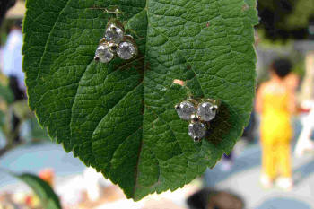 Decorated leaves of the sapling