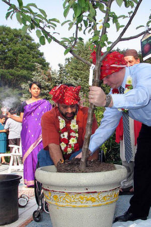 Planting the sapling an apple tree