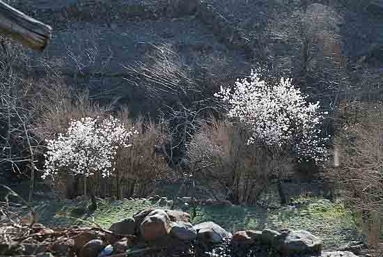 Maymand's almond trees - brightening up the landscape