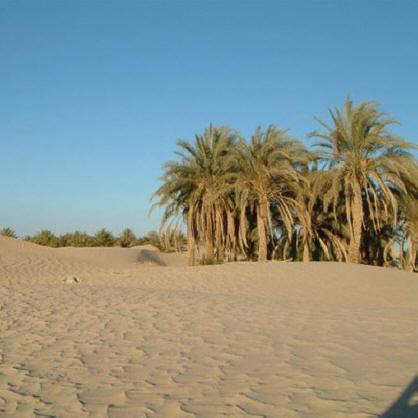 Oasis of date palms in the Yazd desert