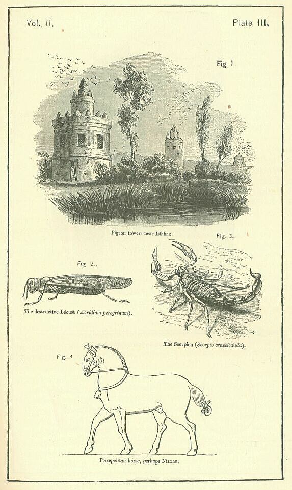 Plate III.
