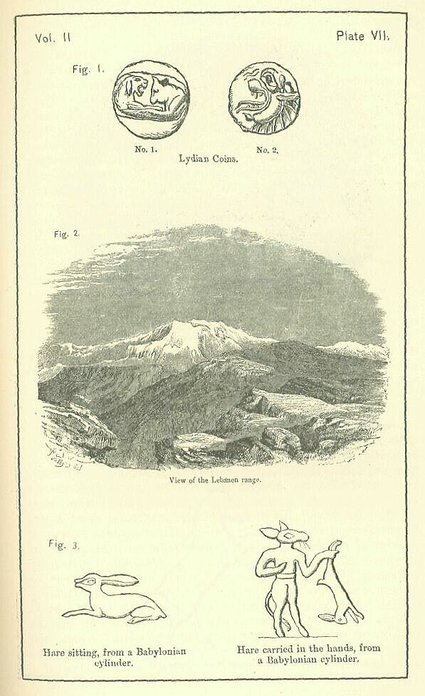 Plate VII.
