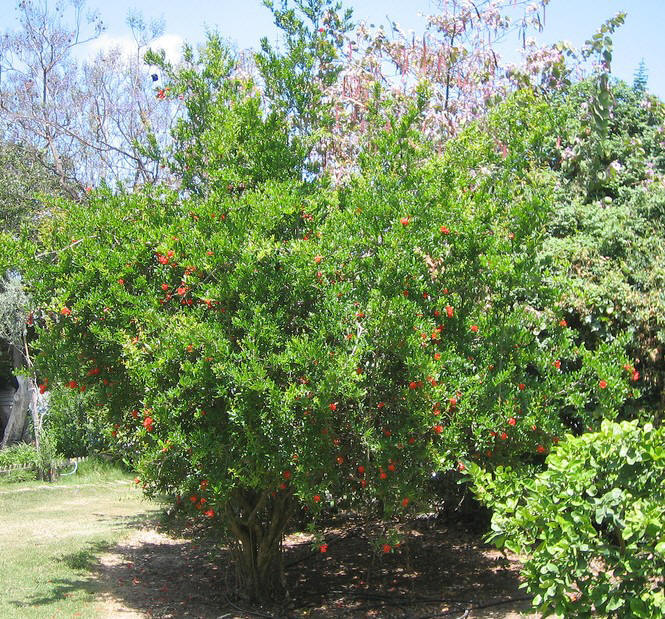 Pomagranate Tree