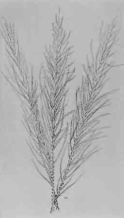 Tamarisk sprigs illustrated in Jackson's book, Persia, Past and Present
