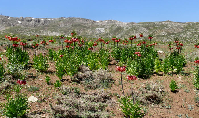Wild imperial crowns (Fritillaria imperialis) known locally as gole ashk (tears flower), in the Southern Zagros near Sepidan, Fars province.