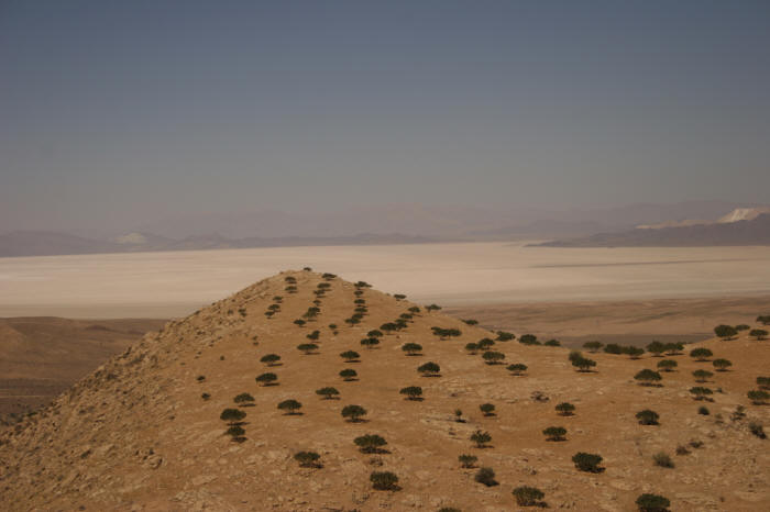 Almond trees in the Zagros Mountain foothills on the way to Shiraz from Kerman. The salt lake in the background is the Daryacheh-ye-Bakhtegan