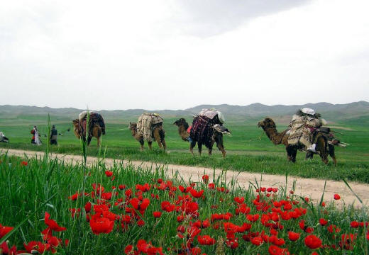 Northern Khorasani nomads. Note poppies.