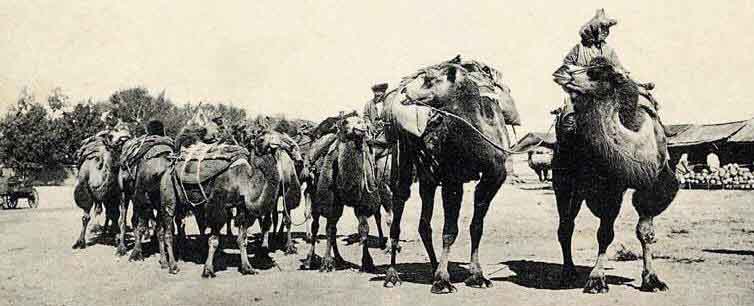 A caravan using Bactrian camels
