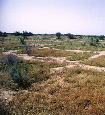 Spring 2003. The AK9 site before excavation.